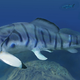 Image for article titled The First Genital In An Animal Evolved From An Extra Pair Of Legs